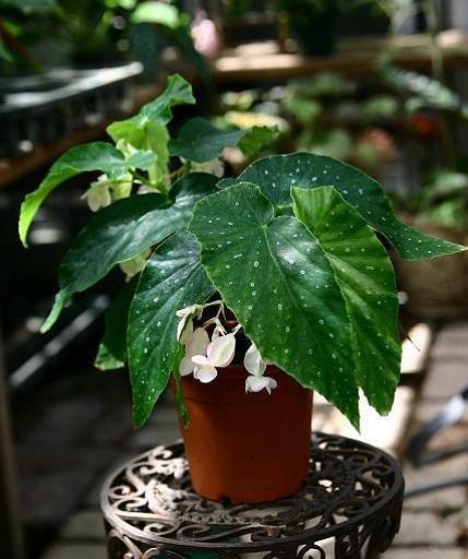 B. ‘Sakuragawa’